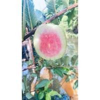 ราคา ฝรั่งไส้แดงเฟินหงมี่ (42519065515)