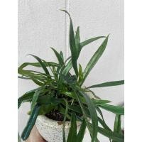 ราคา เฟิร์นปีกแมลงทับ หรือแววปีกแมลงทับ (21637113040)