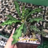 ราคา แคคตัสยูโฟเบีย/ไดโนเสาร์ใบหยัก (เล็ก-ใหญ่)​กระบองเพชร อัปเดท22.12.68 (3913677327)