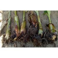 ราคา หน่อกล้วยหักมุก เป็นหน่อขุดจากสวน กล้วยหักมุกเป็นหน่อสำหรับปลูก ชุด 2 หน่อ (7535736879)