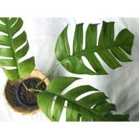 ราคา มอนสเตอร่า (monstera) #พลูฉีก ท่อนพันธุ์ ท่อนละ 25 บาท #มอนสเตอร่าเลื้อย #ไม้ฟอกอากาศ (7475389465)
