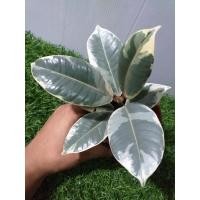 ราคา ยางอินเดียด่าง ไม้ด่าง ไม้ฟอกอากาศ (6294232626)