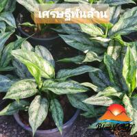 ราคา เศรษฐีพันล้าน ต้นเศรษฐีพันล้าน สวนเขาหมาก ต้นไม้ ไม้มงคล ไม้ประดับ ไม้สน ไม้เรียกทรัพย์ สิริมงคล (4978961664)