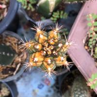 ราคา ยิมโนมิฮาโนด่างกราฟตอหนามดำ (Gymnocalycium​ mihanovichii​ variegata​) (7938952545)