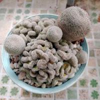 ราคา แมมนกฮูกคริส ไม้เมล็ด แตกตา mammillaria microthele cristataต้นใหญ่ๆ กะลังแตกตา (19570811781)