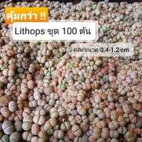 ราคา ถูกที่สุด Lithops ไลทอป ขนาด 0.4 - 1.2 cm คละสายพันธุ์ ก้อนหินมีชีวิต แคคตัส แคคตัสหน้าตูด cactus Lithop (4055530927)