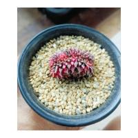 ราคา ยิมโนคริสด่าง ไม้เมล็ด/ด่างกระจาย/ด่างแดง-ชมพู/ทรงสะพานแดง (27410067543)