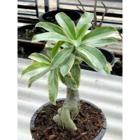 ราคา ชวนชมใบด่าง ญี่ปุ่น ดอกชมพู (11020321994)