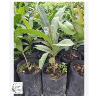 ราคา ต้นพันธุ์สารภีทะเล/ต้นกระทิง (42806274956)