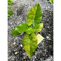 ราคา บอนด่าง “บอนหูช้างด่างเหลือง” ไม้หน่อต้นใหญ่ (20083429233)