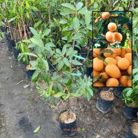 ราคา ต้นมะยงชิด มะยงชิดพันธุ์ทูลเกล้า ทาบกิ่ง ต้นสวย ให้ผลเร็ว1ปี พร้อมติดดอก (Sweet Yellow Marian Plum) (รับประกันสินค้า) (40671023293)