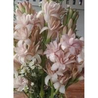 ราคา ซ่อนกลิ่นสีขมพูซ้อน สีอ่อน ต้นชะ 50บาท (4092592756)