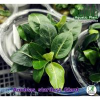 ราคา Anubias stardust Giant อนูเบียสสตาร์ดัสไจแอนท์ ต้นไม้น้ำ (พืชน้ำ) (23770658397)