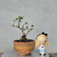 ราคา บอนไซเพรมน่า #บอนไซไม้จิ๋ว (45653329697)