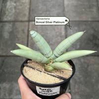 ราคา Sansevieria Boncel Platinum (51903513327)