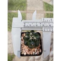 ราคา แคคตัสช้าง ดอกสีเหลือง (20913096858)