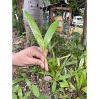 ราคา SALE 3 ฿ต้นกล้าหมากนวล  (Manila  palm  หมากคอนวล  หมากเยอรมัน  หมากมะนิลา) (6957206020)