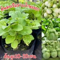 ราคา ต้นมะเขือขาวเจ้าพระยา พร้อมส่ง (18252225187)