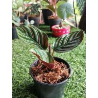 ราคา คล้าขุนแผนคล้ามงคล ต้นไม้มงคล (12511037441)