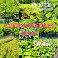 ราคา รวมต้นไม้มงคลจ้า ไม้ป่าหายาก ไม้ร่มเงา ไม้หายาก ep.2 (14879573886)