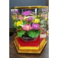 ราคา ดอกบัวสาย ดินญี่ปุ่น (7316655135)