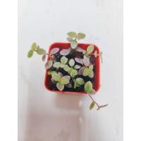 ราคา ต้นริบบิ้นชาลี สีเขียวอมม่วง/ด่างชมพู (3445623998)