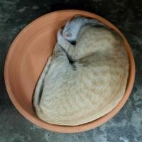 ราคา ถาดแมวนอน ถาดดินเผา ขนาดกว้าง 15 นิ้ว รวมขอบ รองกระถางต้นไม้ ได้ 1 ใบ พร้อมส่ง (19680447518)