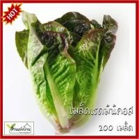 ราคา 200 เมล็ด เรดมินิคอส เบบี้เรดคอส มินิคอส (Baby Red Cos) เมล็ดผักสลัดเบบี้เรดคอส ผักสลัด (45700329867)