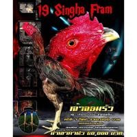 ราคา ไข่ไก่ชนก๋อย ลูกเจ้าเงาะ 2.5 ล้าน นิยามทุบหลังไม่สนหัว รับประกันเชื้อ ฟักออกจริง ส่งด่วนทั่วประเทศ (57850541991)