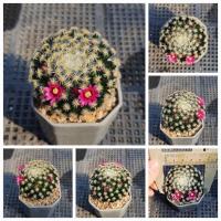 ราคา แมมขนนกเหลือง ดอกสีบานเย็น (Mammillaria Schiedeana) (52904009001)