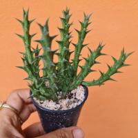 ราคา ไม้อวบน้ำ เก๋งจีน ขนาด4นิ้ว (6587614962)