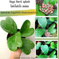 ราคา Hoya Kerrii splash โฮย่าใบหัวใจ สแปช ใบด่าง ไม้สะสม กระถาง4นิ้ว ต้นใหญ่ส่งต้นติดดอก (16262374002)