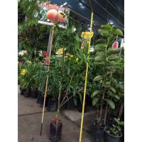 ราคา ต้นมะปรางหวานพันธุ์ไข่หวาน (6546376020)