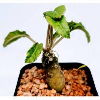 ราคา มีประกัน ส่งไว มะพร้าวทะเลทราย ใบยาว (dortenia) #cactus #แคตตัส #กระบองเพชร #ไม้อวบน้ำ (4842624382)