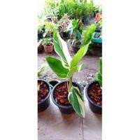 ราคา สาคูด่าง ว่านนกยูงด่าง (ไม้ด่างทานได้)​ (8471585042)