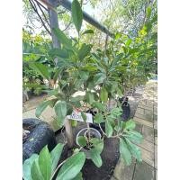 ราคา ต้นแก้วมุกดา ต้นใหญ่ สูง 80-130 ซม. (26259830398)