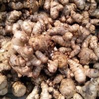 ราคา 2 เหง้า ว่านพะตะบะ ใช้กันภูติ ผี ปีศาจ มีอานภาพสูงมาก (3567936915)