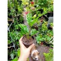 ราคา ต้นคล้ากาเหว่าลายเขียว ไม้มงคลเลี้ยงในร่มคล้ากาเหว่าลายเขียว (5773624342)