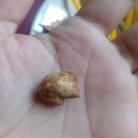 ราคา แข้วคูณ คตตาคูณ เครื่องรางของขลัง (10861770041)