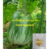 ราคา เมล็ดพันธุ์ มะเขือยักษ์หยกภูพาน ซอง 50 เม็ด มะเขือยักษ์ ลูกใหญ่มาก (43373112008)