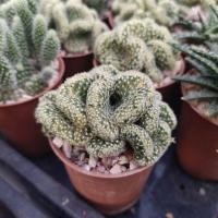 ราคา กระบองเพชร แคคตัส นิ้วทองคริส (9200527245)