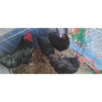 ราคา ไข่เชื้ิอไก่ไข่ออสตราลอป6ฟอง (29523238703)