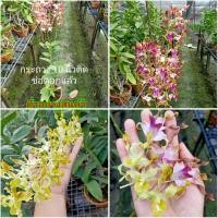 ราคา (1ต้น) กระถาง 10นิ้ว ดอก ต้น กล้วยไม้หวาย หูบิด สี เหลือง ม่วง fadel (12237107095)
