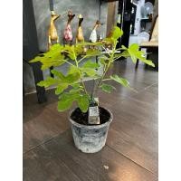 ราคา ต้นมะเดื่อฝรั่ง ต้นฟิก #ญี่ปุ่น #BTM6 (28829820190)