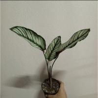 ราคา คล้าขุนแผน ต้นคล้าขุนแผน ขุนแผนเรียกทรัพย์ ดอกสีขาว ไม้มงคล เสริมโชคลาภ (15718836545)