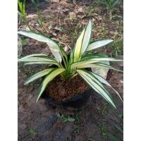 ราคา ต้นเศรษฐ์เรือนแก้วไม้มงคลจัดสวนสวยๆ (8755205445)