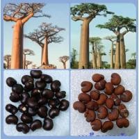 ราคา เบาบับคัดเมล็ดพร้อมปลูกราคาเมล็ดละ 2 บาทขั้นต่ำ 10 เมล็ดค่ะ (20696041111)