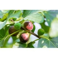 ราคา ต้นมะเดื่อฝรั่งแบบกิ่งตอน (25630075615)