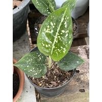 ราคา มรดกโลกเพาะชำรากเดินดีต้นกำลังโต (9366104740)