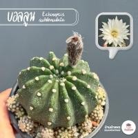 ราคา อิชินอปซิส บอลลูน Echinopsis subdenudata แคคตัส กระบองเพชร cactus&succulent (23936656737)